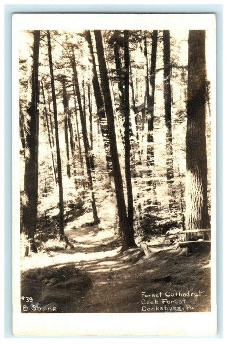 c1910 Forest Cathedral Cook Forest Cooksburg Pennsylvania PA RPPC Photo Postcard