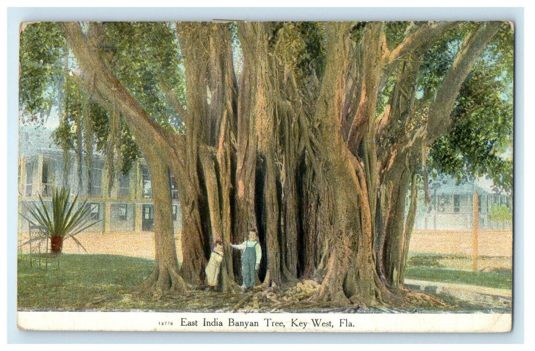 c1910 East India Giant Banyan Tree Key West Florida FL Posted Antique Postcard