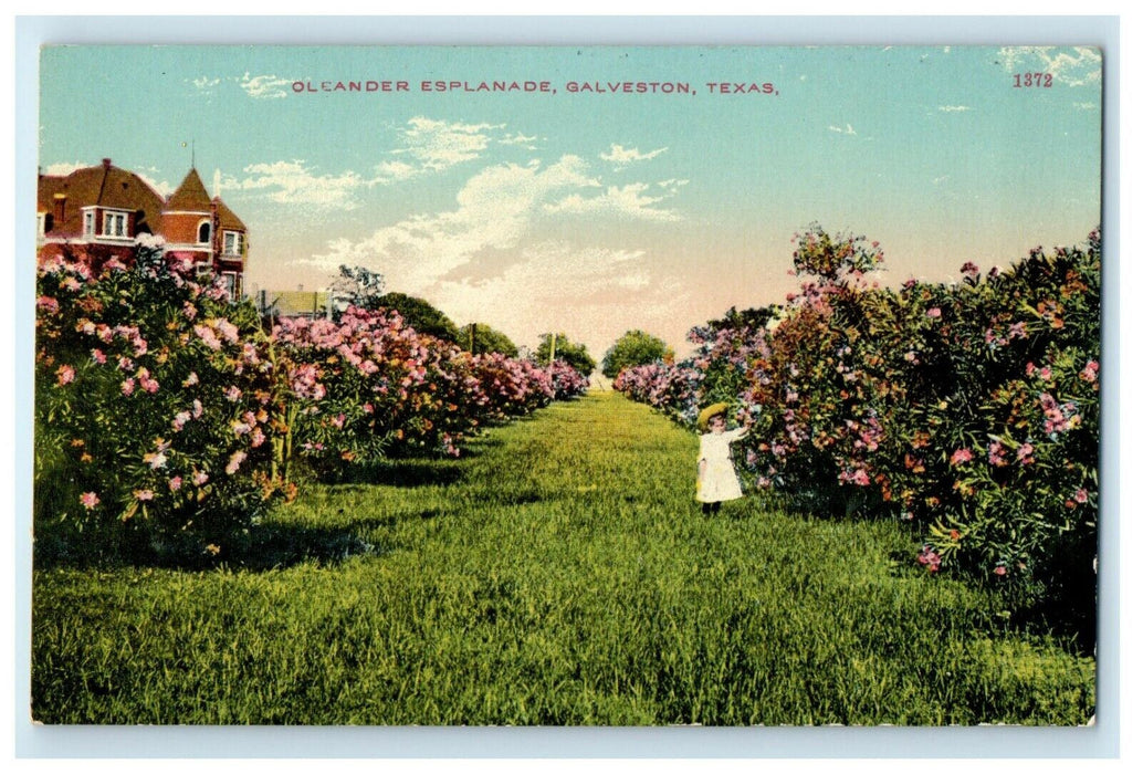 c1910 Oleander Esplanade Flowers Bloom View Galveston Texas TX Antique Postcard