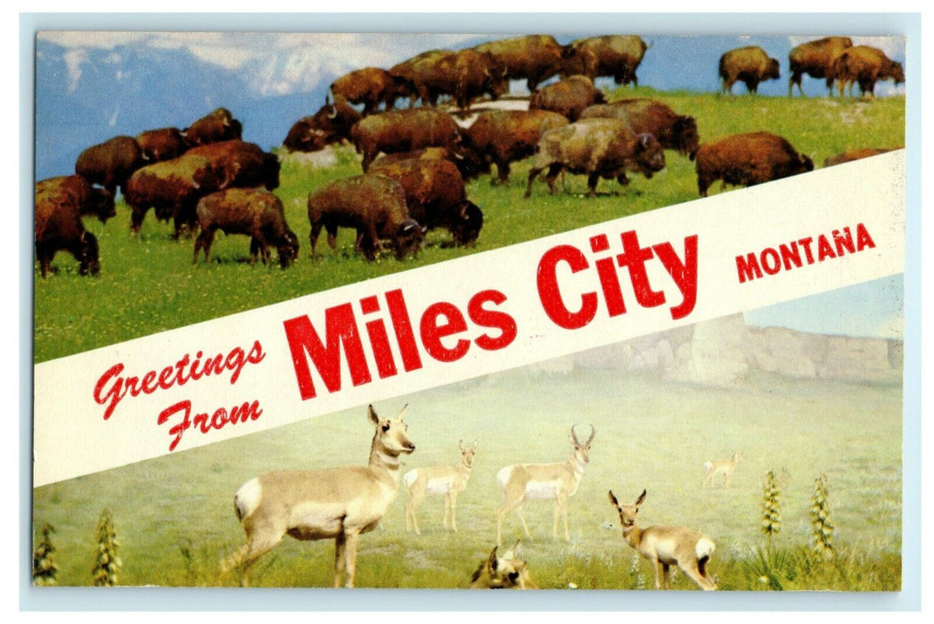 c1940's Greetings From Miles City Montana MT Large Letter Deer Bison Postcard