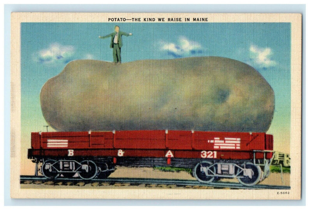 1930 Exaggerated Potato - The Kind We Raise in Maine ME Vintage Postcard