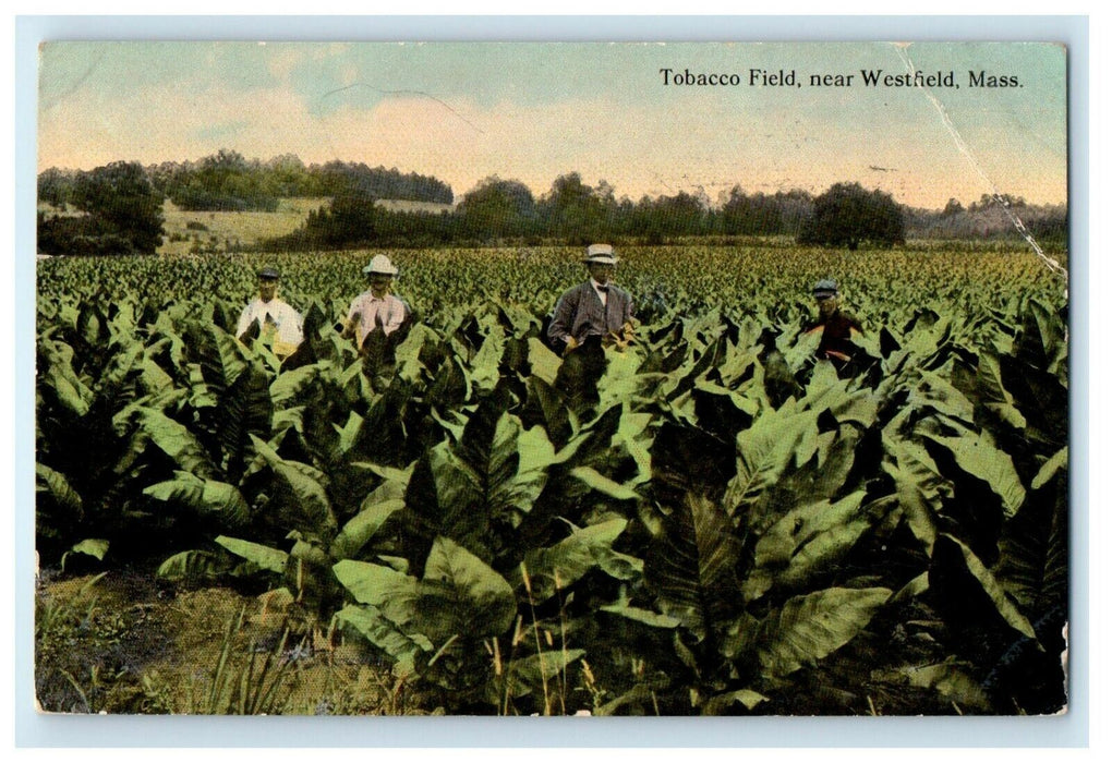 1912 Tobacco Field Near Westfield, Massachusetts MA Posted Postcard