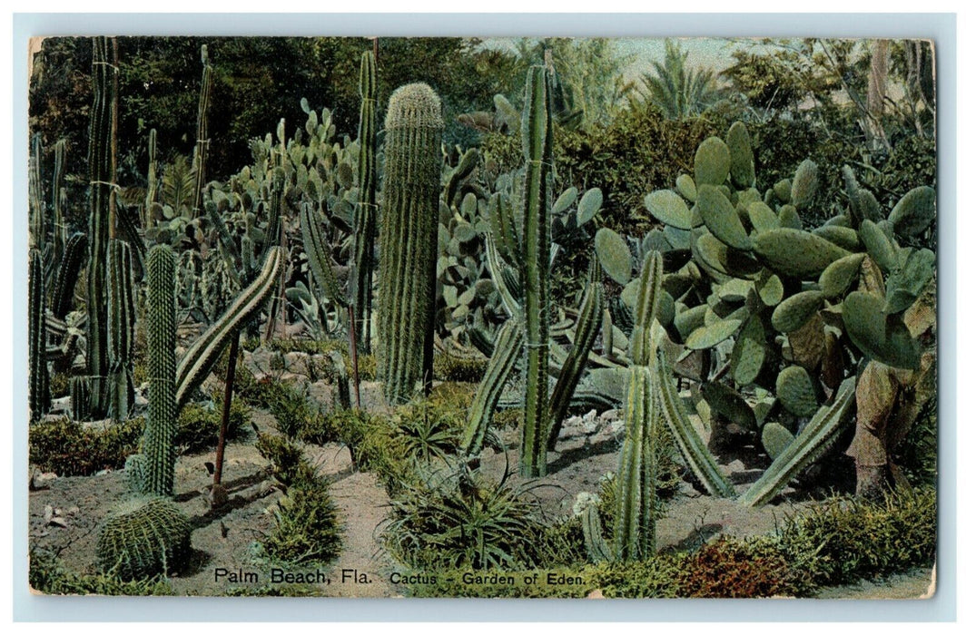 1909 Palm Beach Florida FL Garden of Eden Cactus Garden Postcard