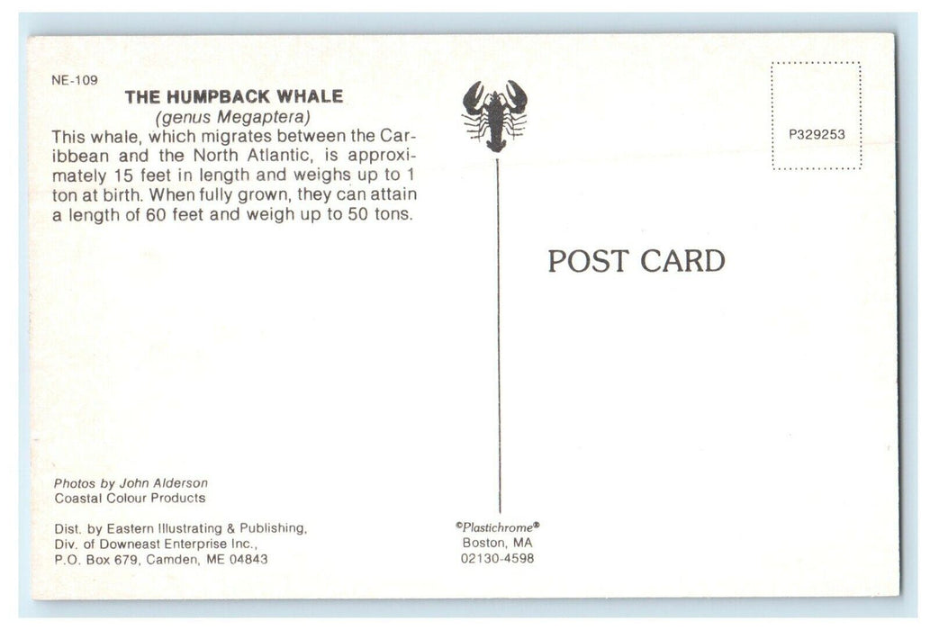 1952 The Humpback Whale, Off The Coast of Maine ME Vintage Unposted Postcard