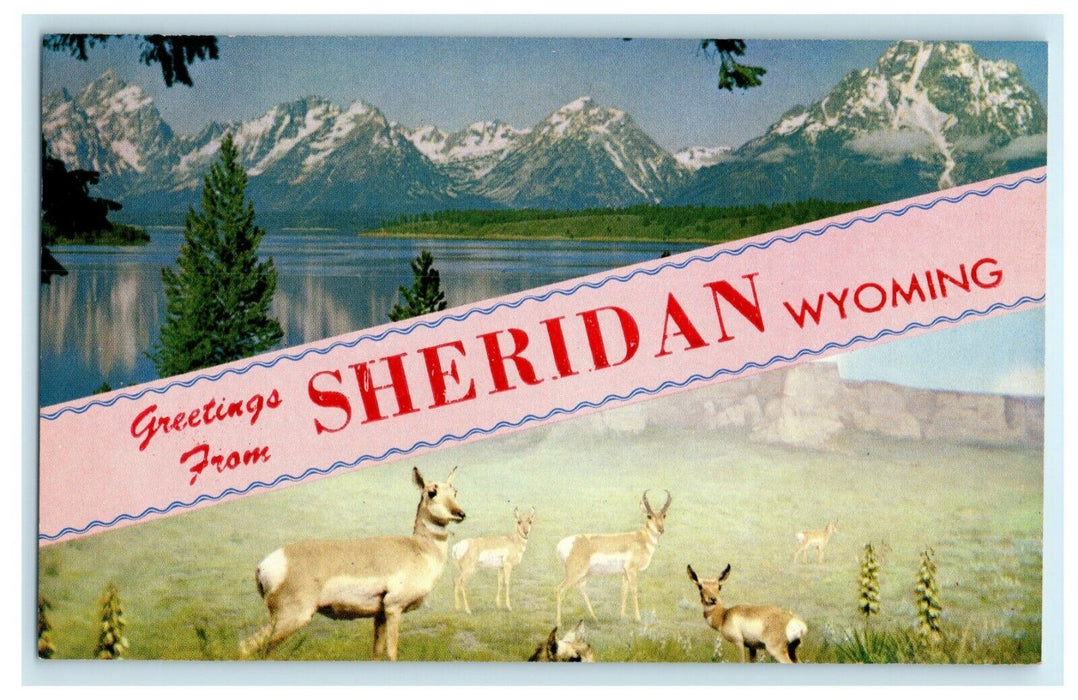 c1960's Greetings From Sheridan Wyoming WY Deer Unposted Vintage Postcard