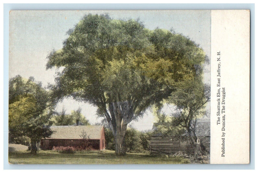 c1910's The Shattuck Elm East Jaffrey New Hampshire NH Unposted Antique Postcard