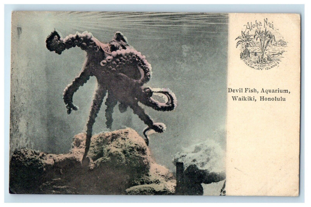 c1905 Devil Fish Aquarium Waikiki Honolulu Hawaii HI Unposted Antique Postcard