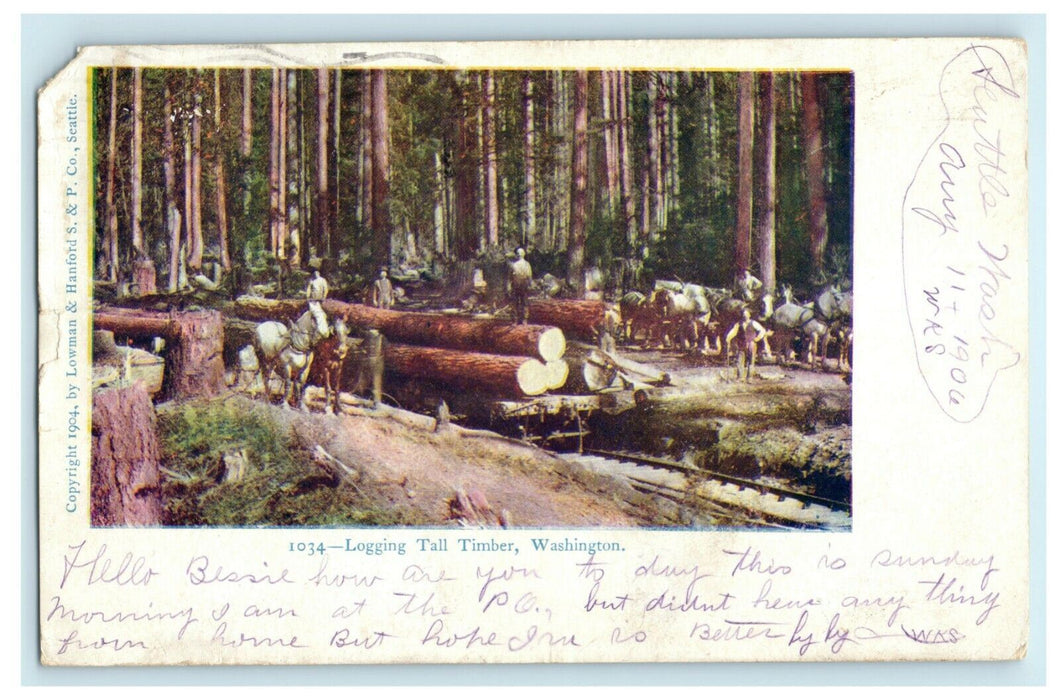 1906 Logging Tall Timber Washington WA Seattle Posted Antique Postcard