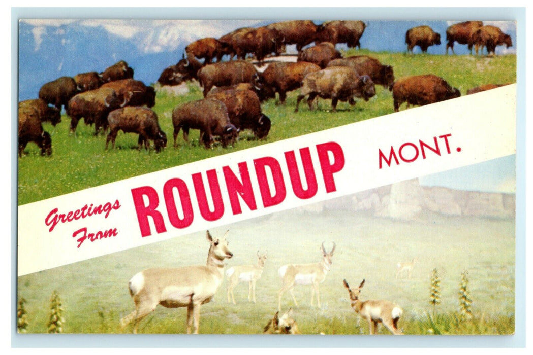 c1940's Greetings From Roundup Montana MT Large Letter Deer Bison Postcard