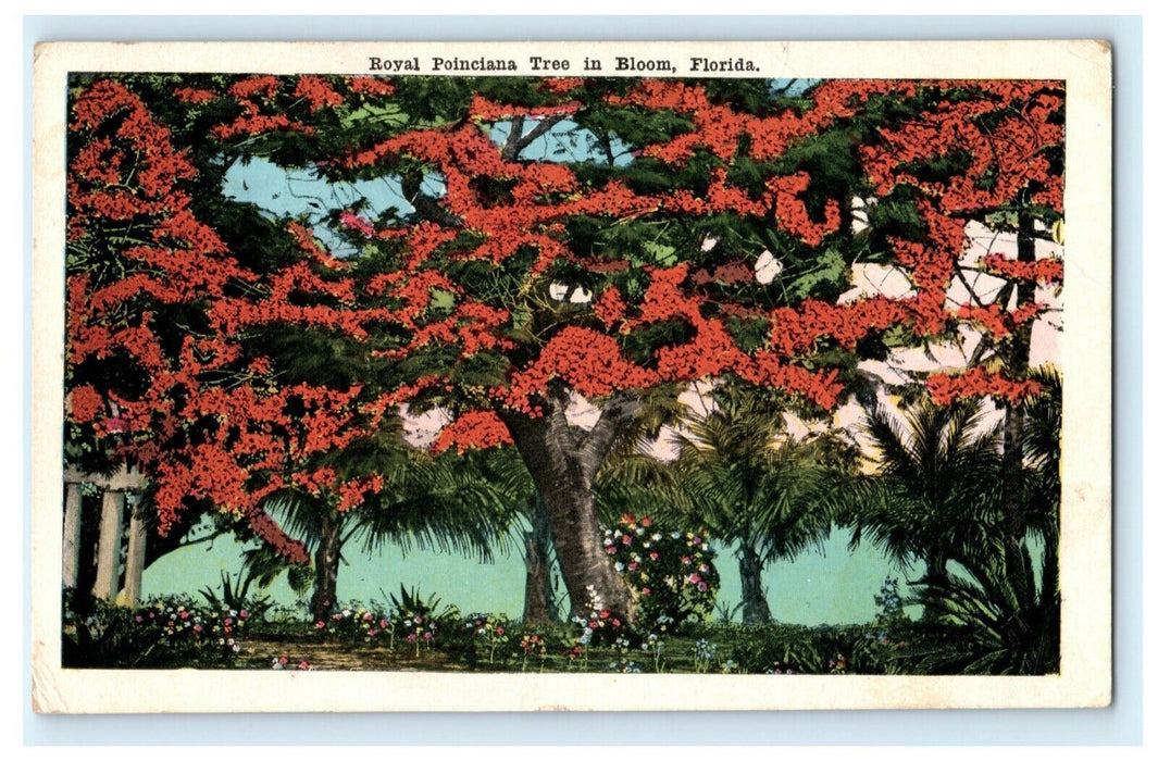 Royal Poinciana Tree in Bloom Florida 1919 Bradentown Postcard