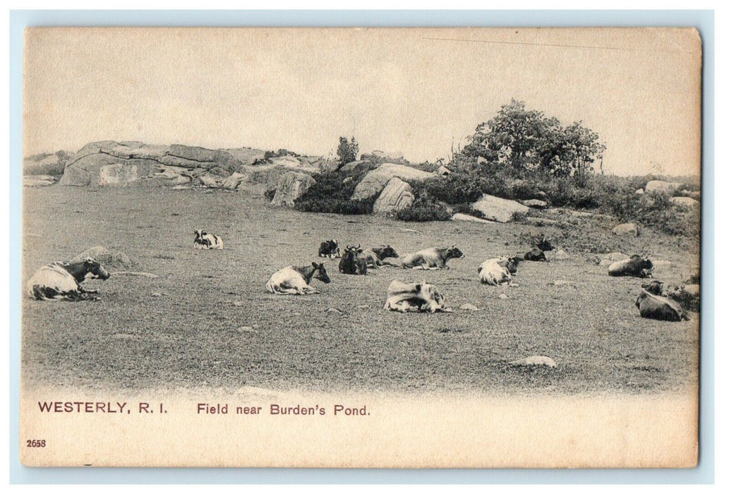 1905 Field Near Burden's Pond, Westerly, Rhode Island RI PCK Series Postcard