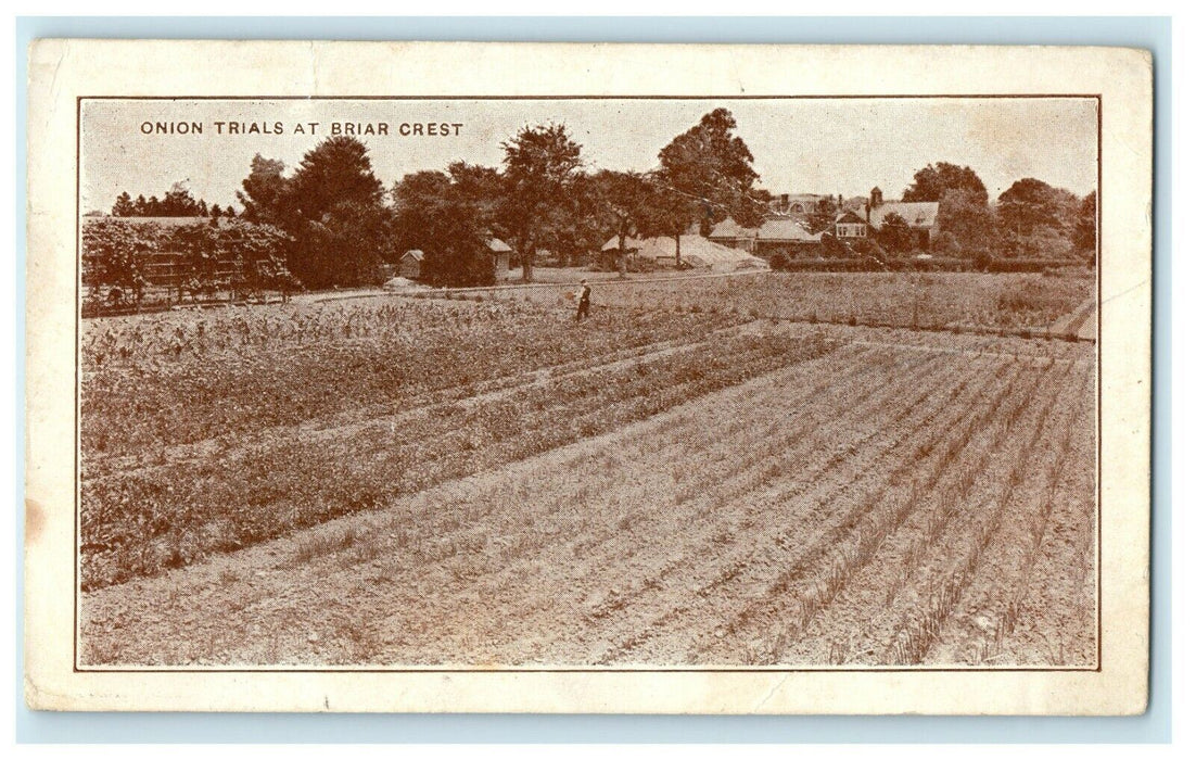Onion Trials At Briar Crest Anderson Indiana IN Divided Back Antique Postcard