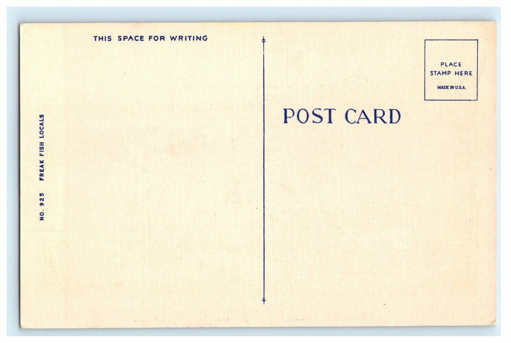 It Takes Real Fisherman to Land These, Greetings from BULLHEAD, AZ Postcard