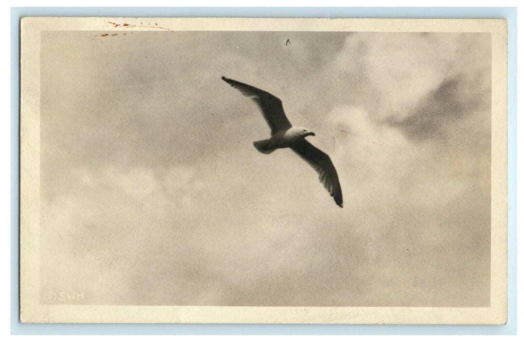 1940 Seagull Christmas Cove Maine ME RPPC Photo Vintage Animal Bird Postcard