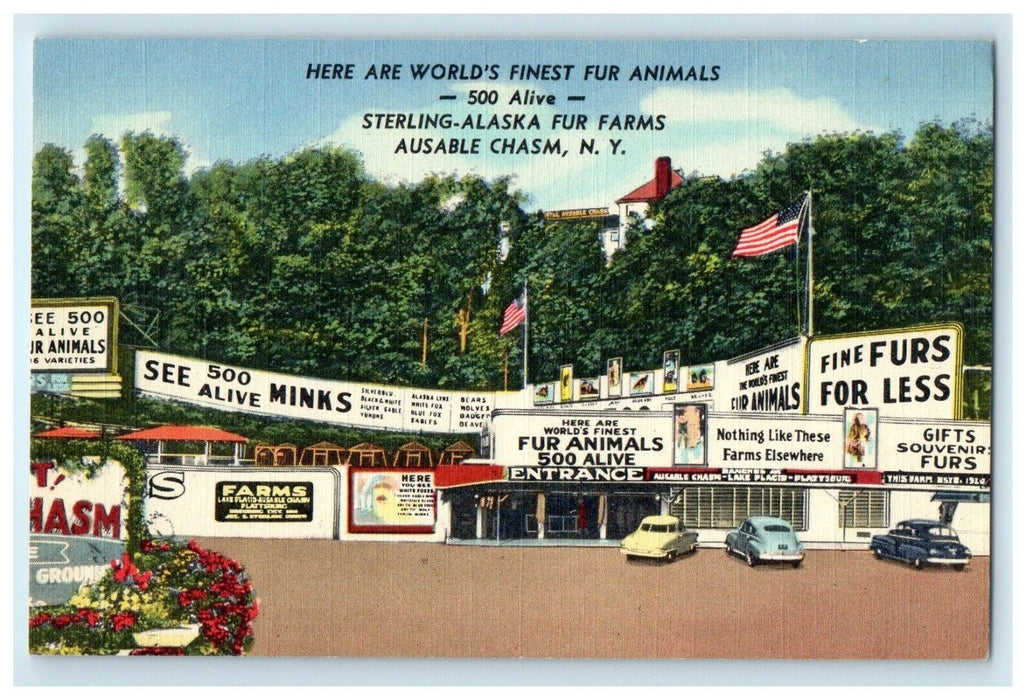 Sterling Alaska Fur Animals Farms Ausable Chasm New York NY Advertising Postcard
