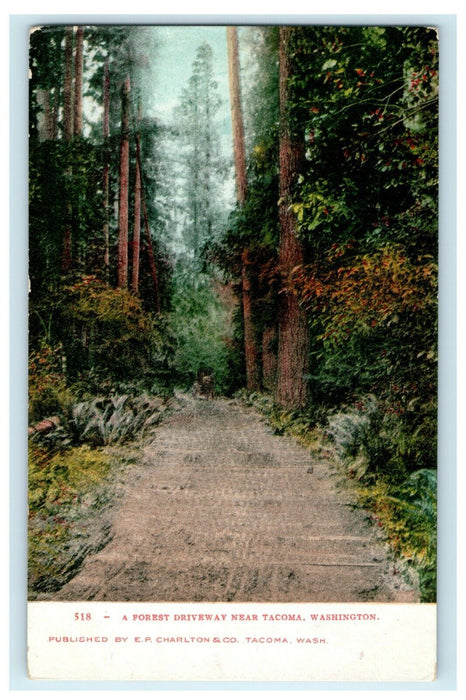 1901 A Forest Driveway Near Tacoma, Washington WA Antique Postcard