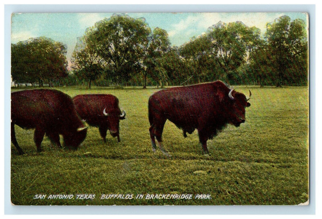1911 Buffalos In Brackenridge Park San Antonio Texas TX Posted Antique Postcard