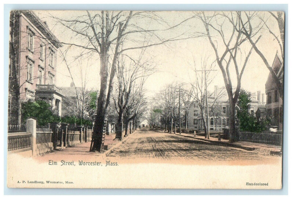 1905 Tree Scene Elm Street, Worcester, Massachusetts MA Posted Postcard