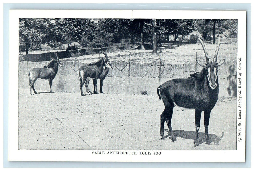 c1940's Sable Antelope St. Louis Zoo Missouri MO Unposted Vintage Postcard