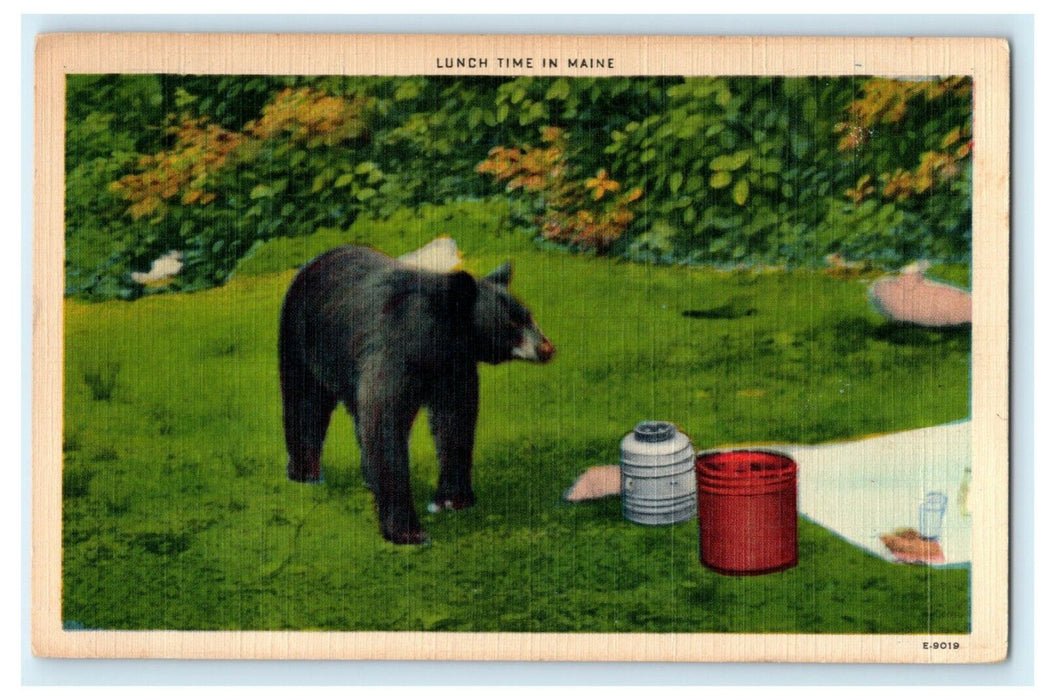 Black Bear - Lunch Time Maine - Scavenging Picnic Vintage Postcard