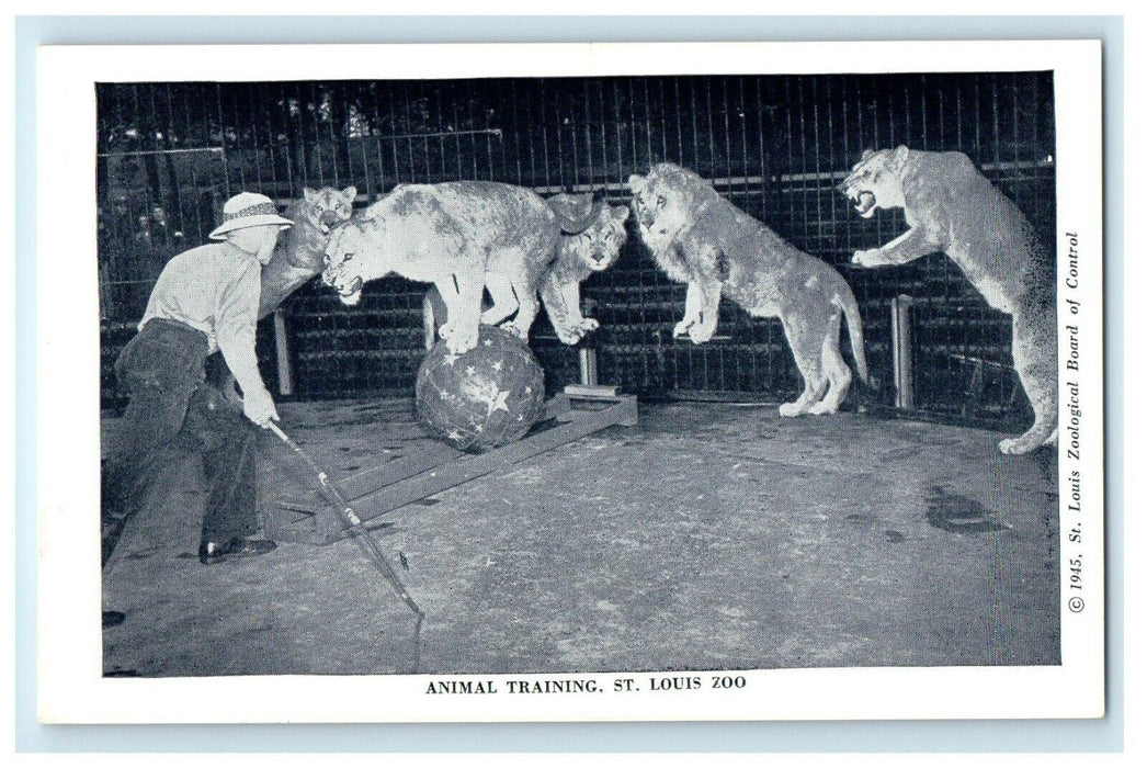 c1940's Animal Training St. Louis Zoo Missouri MO Unposted Vintage Postcard