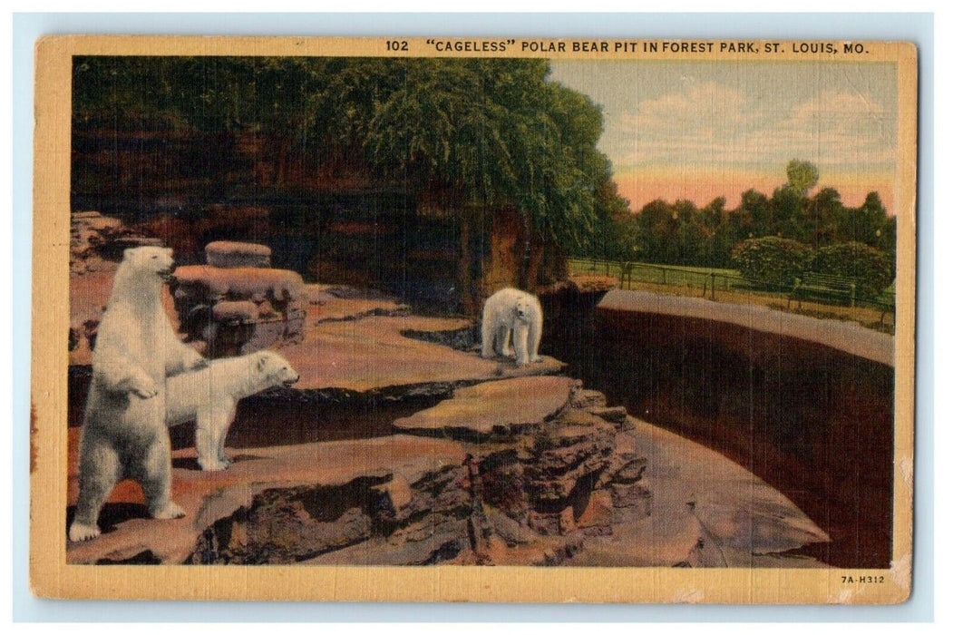 c1940's Cageless Polar Bear Pit In Forest Lake Saint Louis Missouri MO Postcard