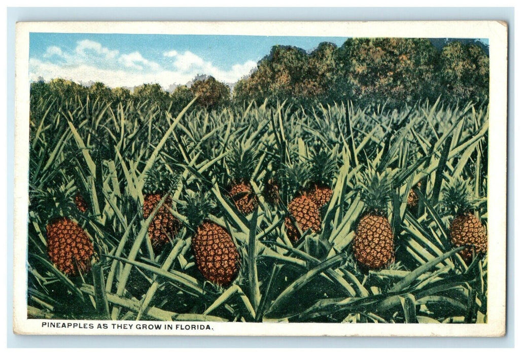 1919 Miami FL Pineapples As They Grow in Florida FL Antique Posted Postcard