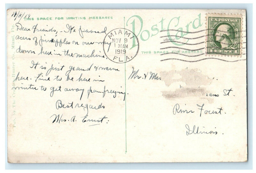1919 Miami FL Pineapples As They Grow in Florida FL Antique Posted Postcard