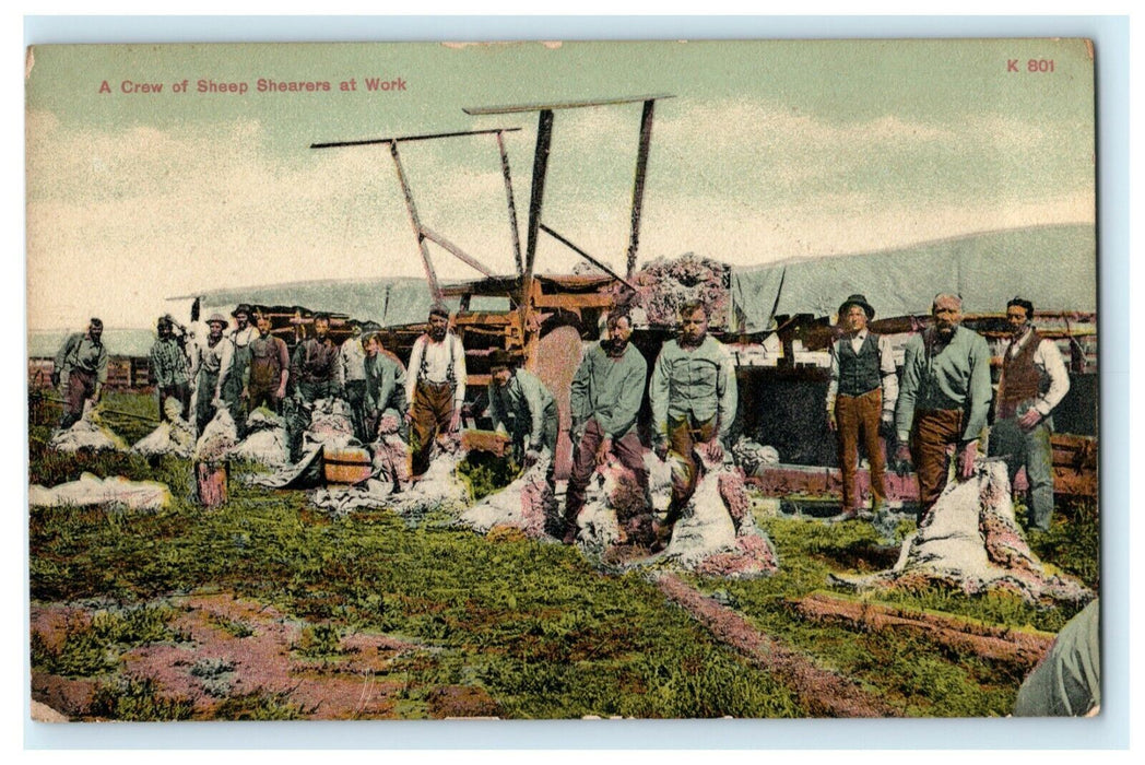 Crew Sheep Shearers Work Wild West Workers Vintage Antique Postcard