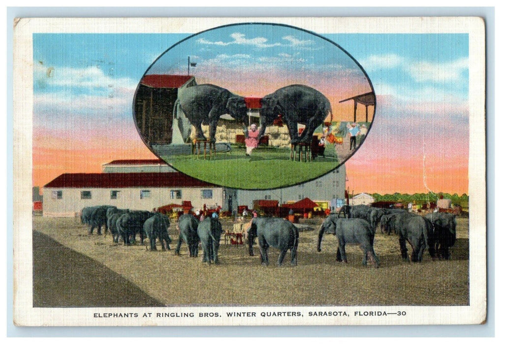 1937 Elephants At Ringling Bros. Winter Quarters Sarasota Florida FL Postcard