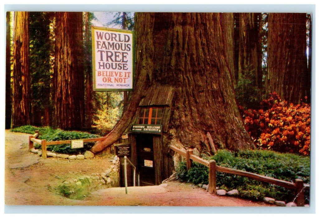 World Famous Tree House Laytonville Redwood California CA Postcard