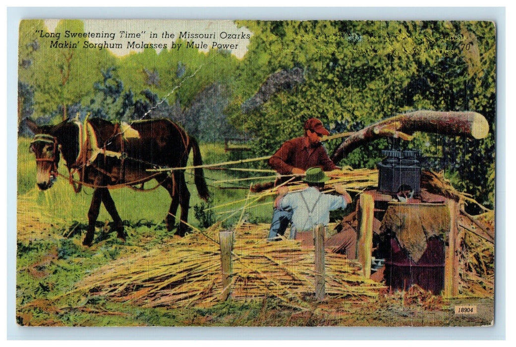 1950 Long Sweetening Time In Missouri Ozarks Makin Sorghum Molasses MO Postcard