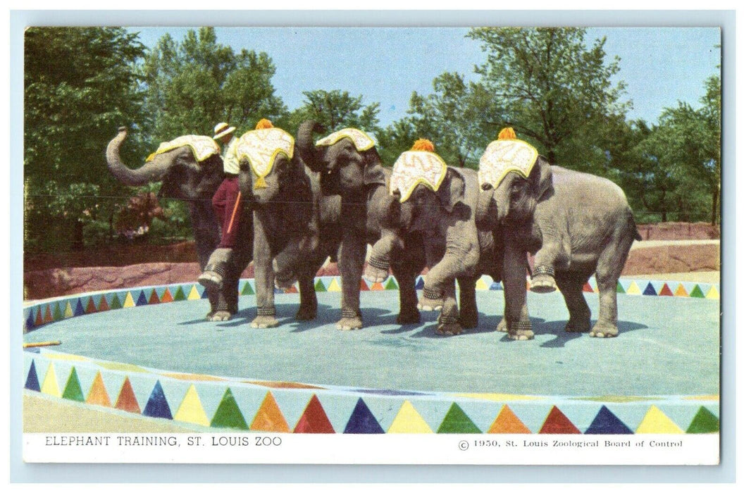 1950 Elephant Training St. Louis Zoo Missouri MO Vintage Postcard