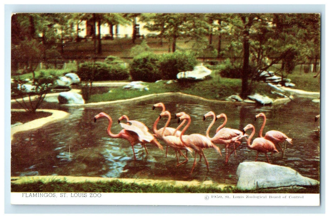 c1950's Group Of Flamingo St. Louis Zoo Missouri MO Vintage Postcard