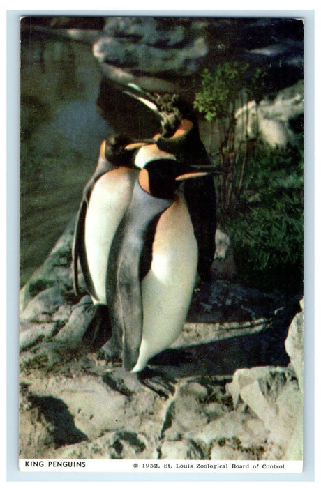 c1950's King Penguins The Three Musketeers St. Louis Zoo Missouri MO Postcard