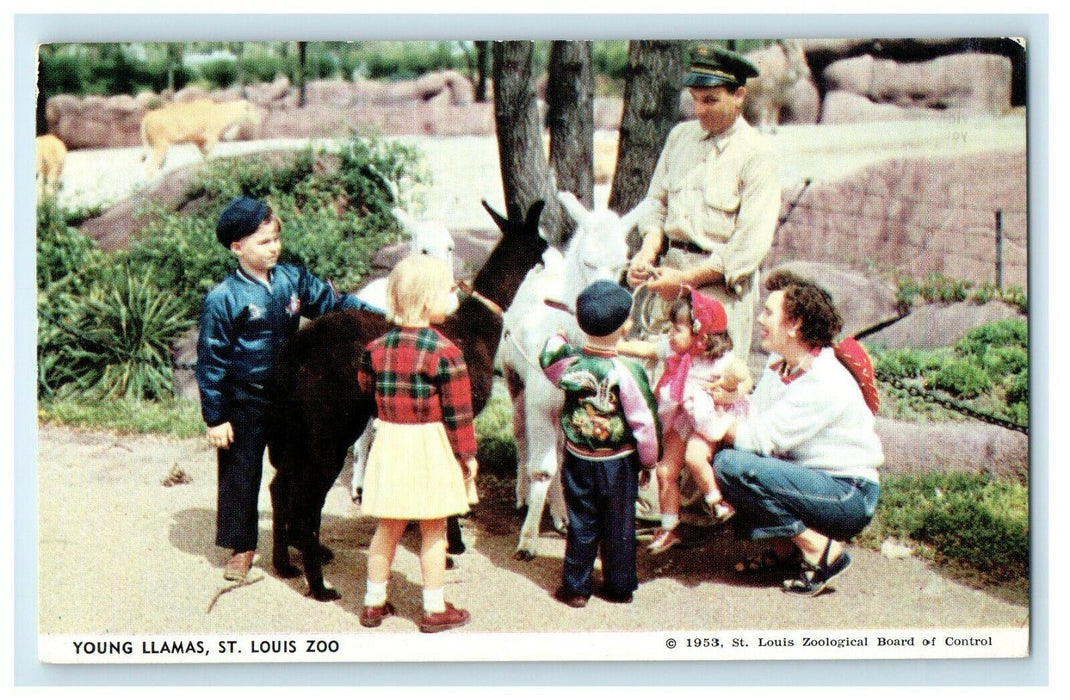 c1950's Young Llamas St. Louis Zoo Missouri MO Unposted Vintage Postcard