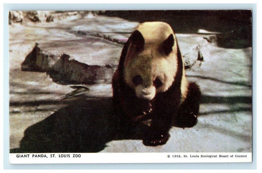 c1950's Giant Panda St. Louis Zoo Missouri MO Unposted Vintage Postcard