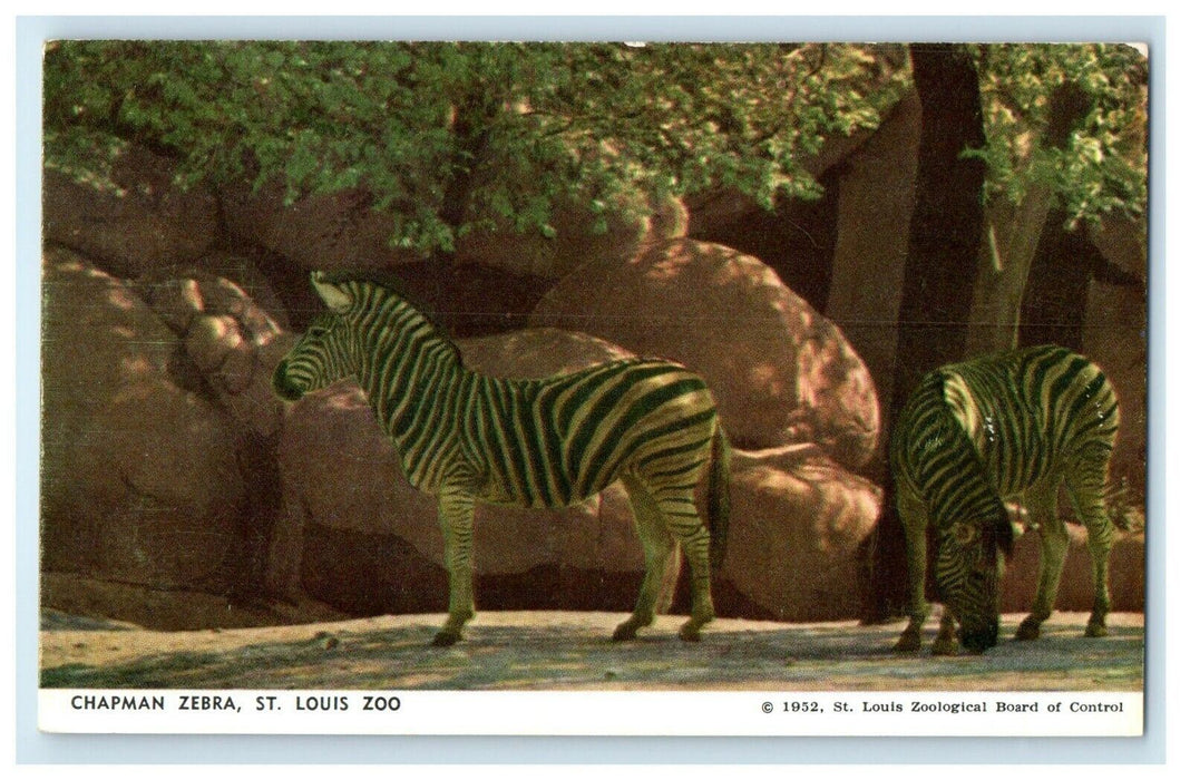 c1950's Chapman Zebra  St. Louis Zoo Missouri MO Vintage Postcard