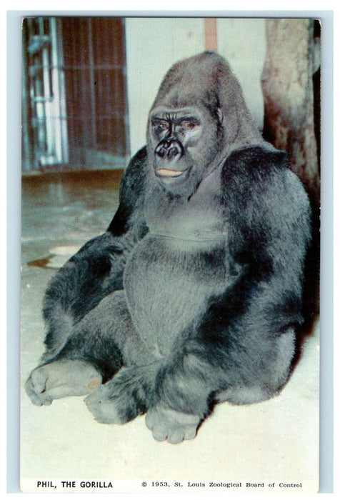 1953  Phil The Gorilla St. Louis Zoo Missouri MO Unposted Vintage Postcard