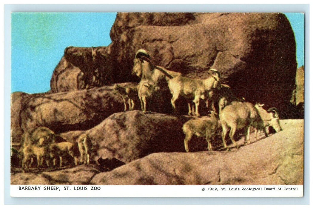 c1950's Barbara Sheep St. Louis Zoo Missouri MO Unposted Vintage Postcard