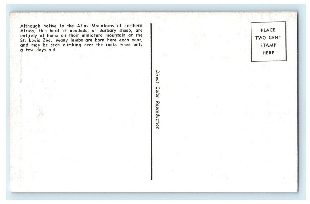 c1950's Barbara Sheep St. Louis Zoo Missouri MO Unposted Vintage Postcard