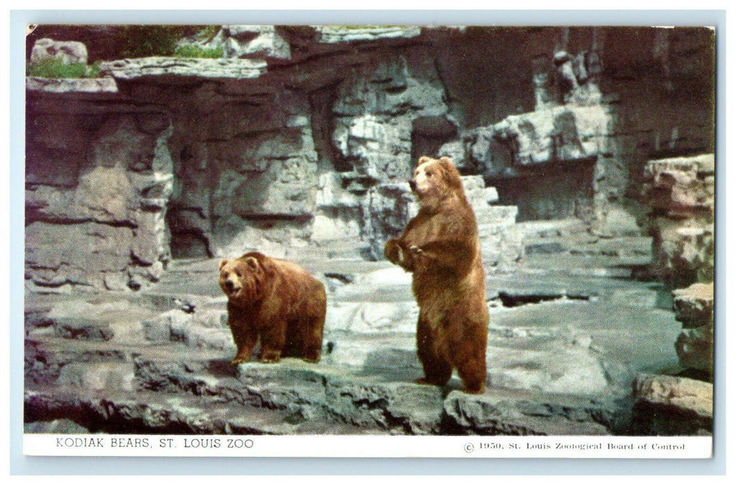 1950 Kodiak Bears From Alaskan Peninsula St. Louis Zoo Missouri MO Postcard