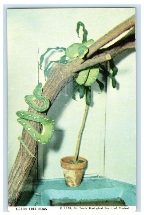 c1950's Green Tree Boas Snake Exotic Reptiles St. Louis Zoo Missouri MO Postcard