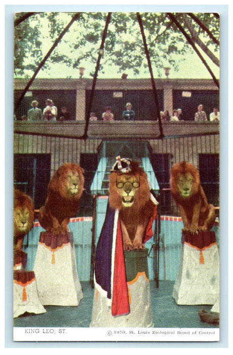 King Of The Beasts Lion Crowning St. Louis Zoo Missouri MO Vintage Postcard