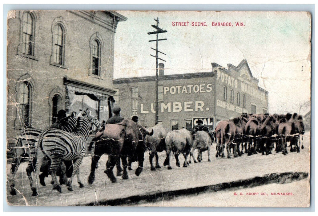 1909 Animals Lined Up Walking Street Scene Baraboo Wisconsin WI RPO Postcard