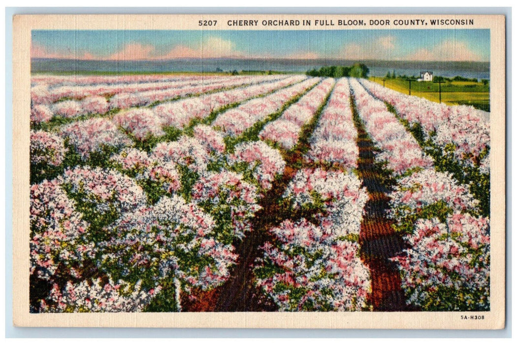 c1940's Cherry Orchard in Full Bloom Door County Wisconsin WI Postcard