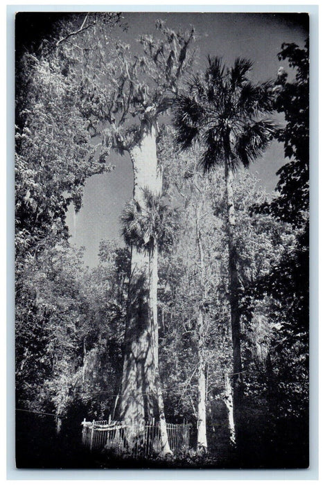 c1910 Floridas Big Tree Sanford Orlando US Highway Columbus Florida FL Postcard