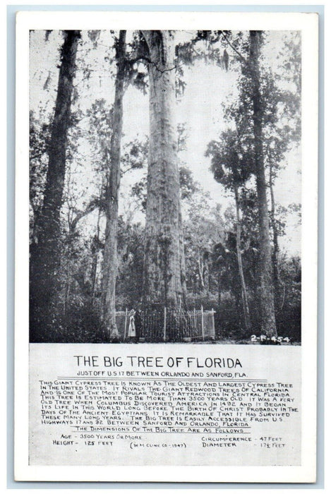 c1910 Big Tree Florida Orlando Cypress Tree Ancient Sanford Florida FL Postcard