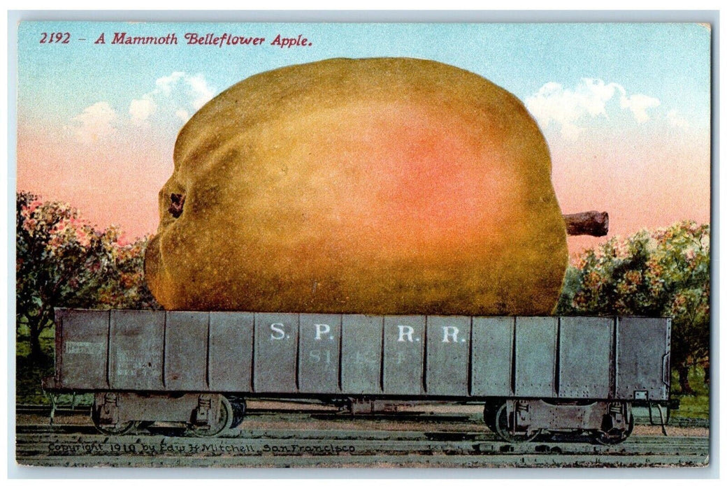 c1910 A Mammoth Belleflower Apple Exaggerated San Francisco California Postcard