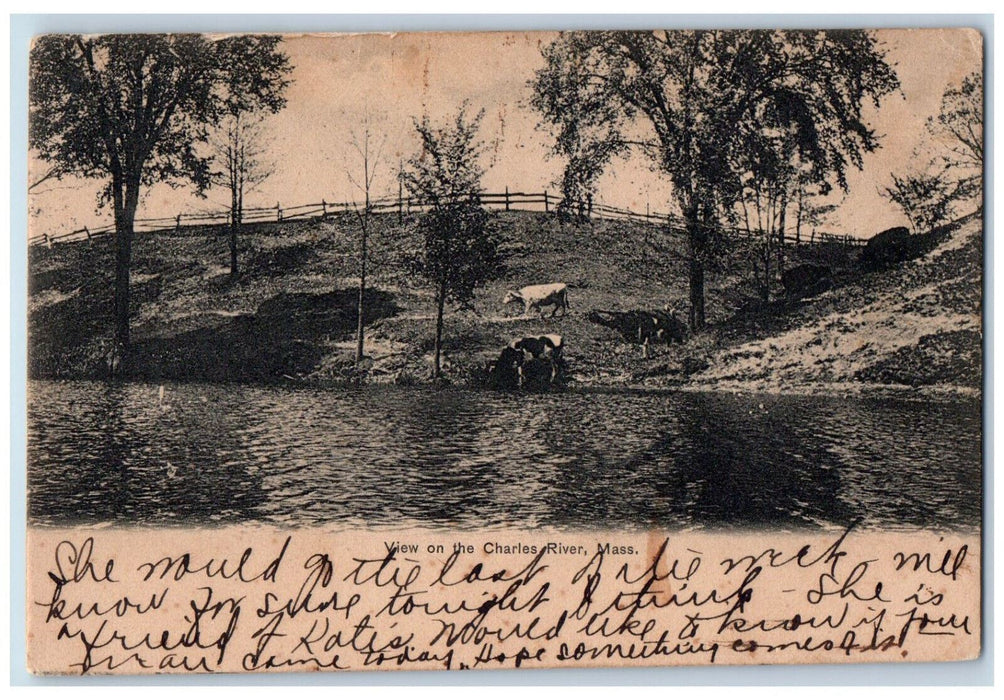 1910 View on the Charles River Massachusetts MA Antique Posted Postcard
